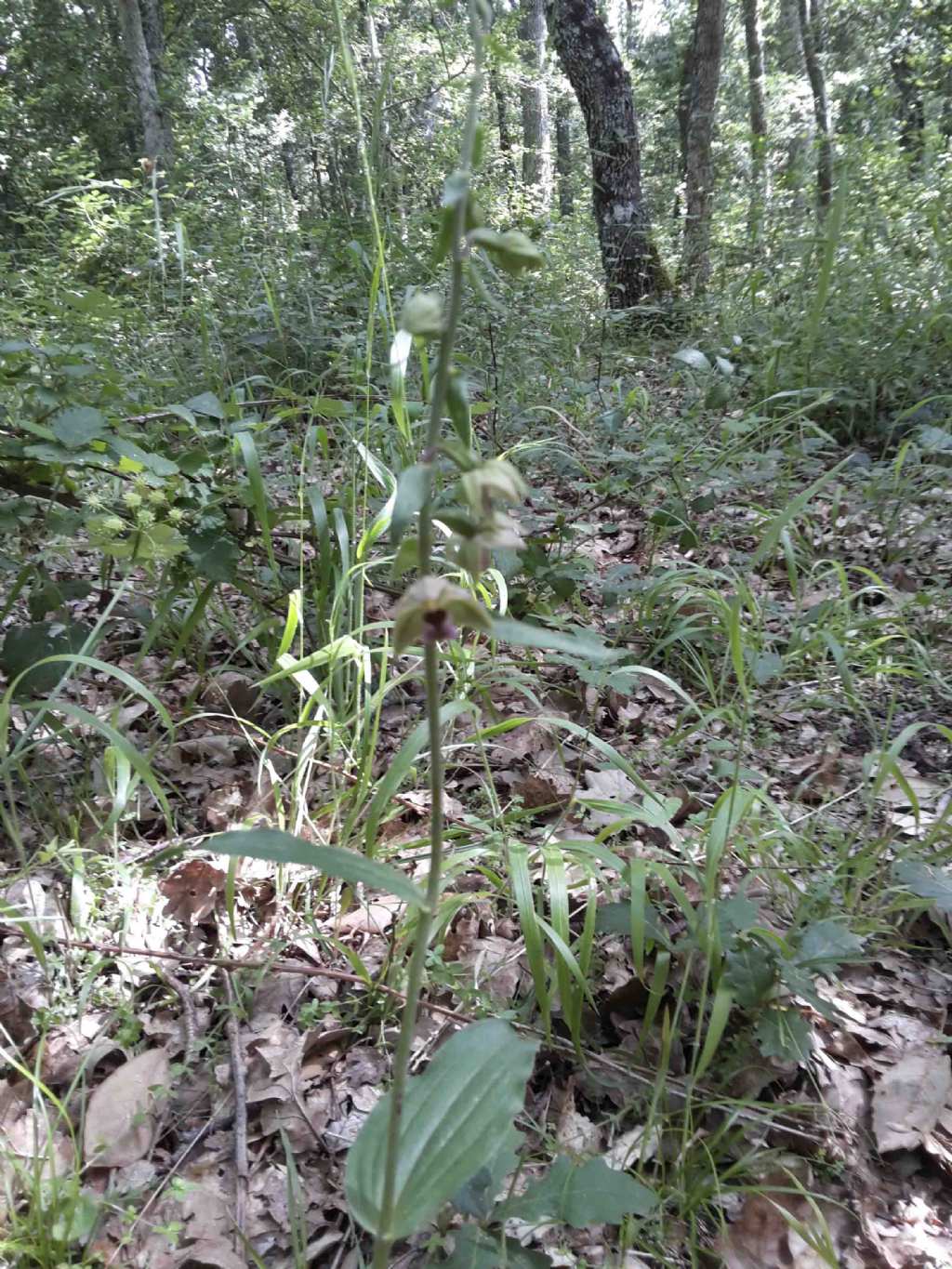 Orchis sarda - Epipactis helleborine